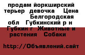 продам йоркширский терьер (девочка) › Цена ­ 8 000 - Белгородская обл., Губкинский р-н, Губкин г. Животные и растения » Собаки   